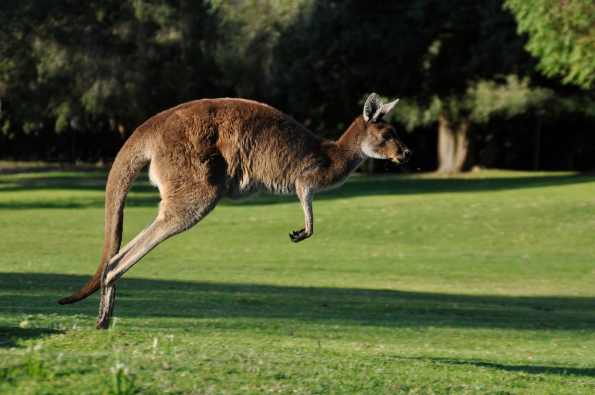 Durango Kangaroo Escape: Irwin the Repeat Offender on the Loose Again! Image