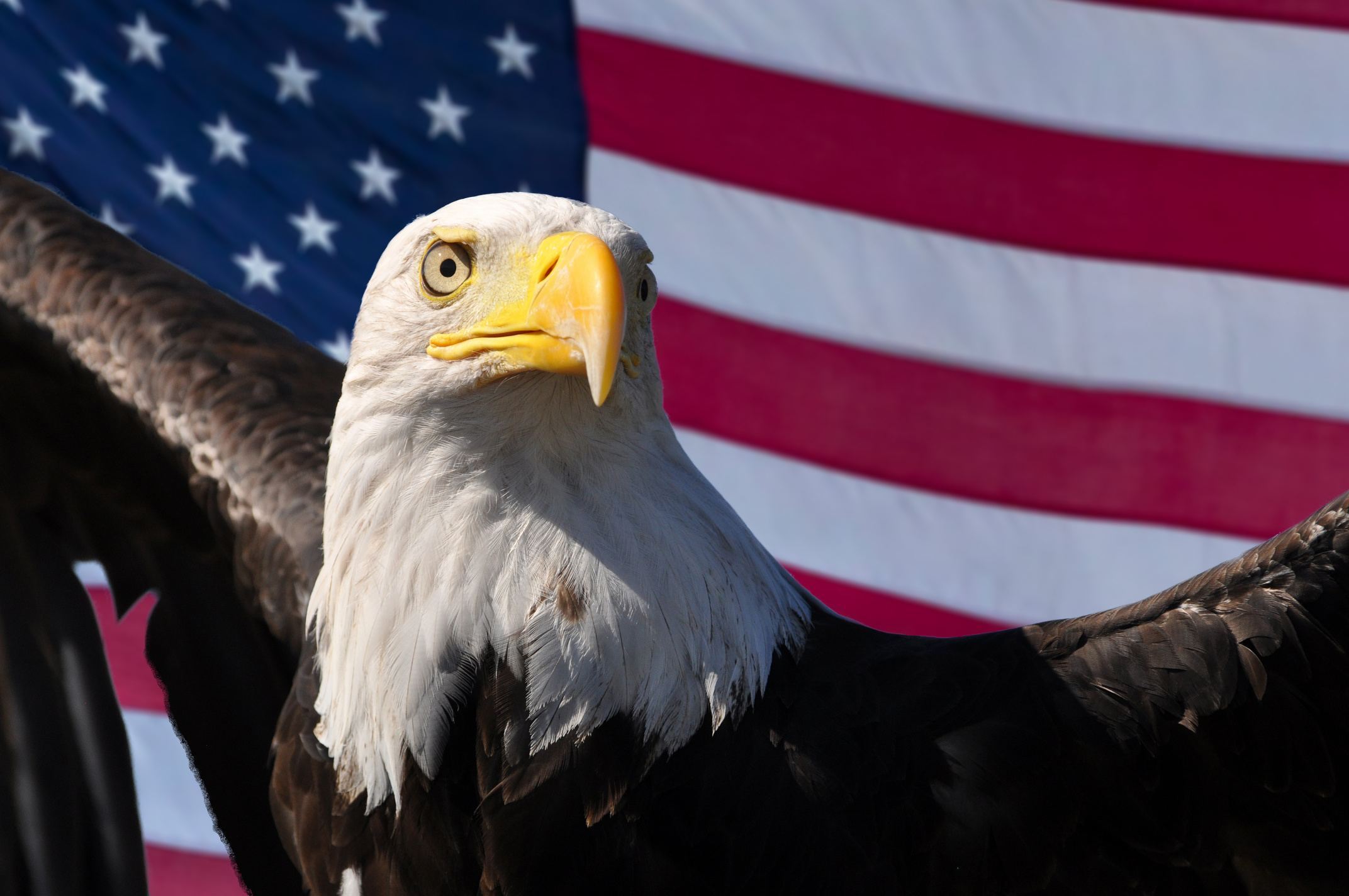 Rep. Quang Nguyen Honors Fallen Heroes on Memorial Day: A Personal Tribute to American Sacrifice