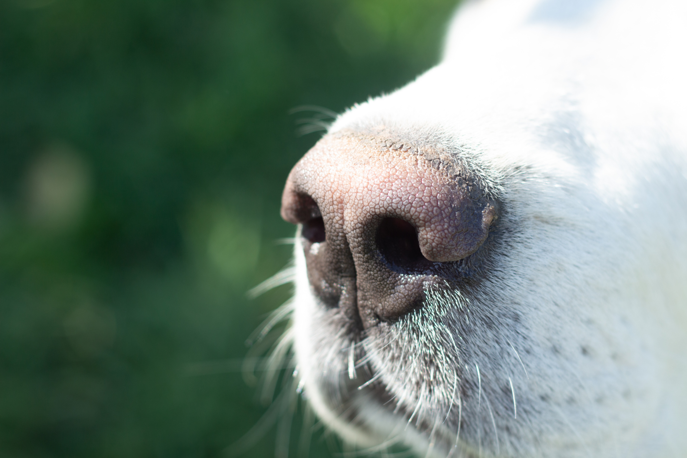 Respect the Snout: The Science Behind a Dog’s Powerful Sense of Smell Image
