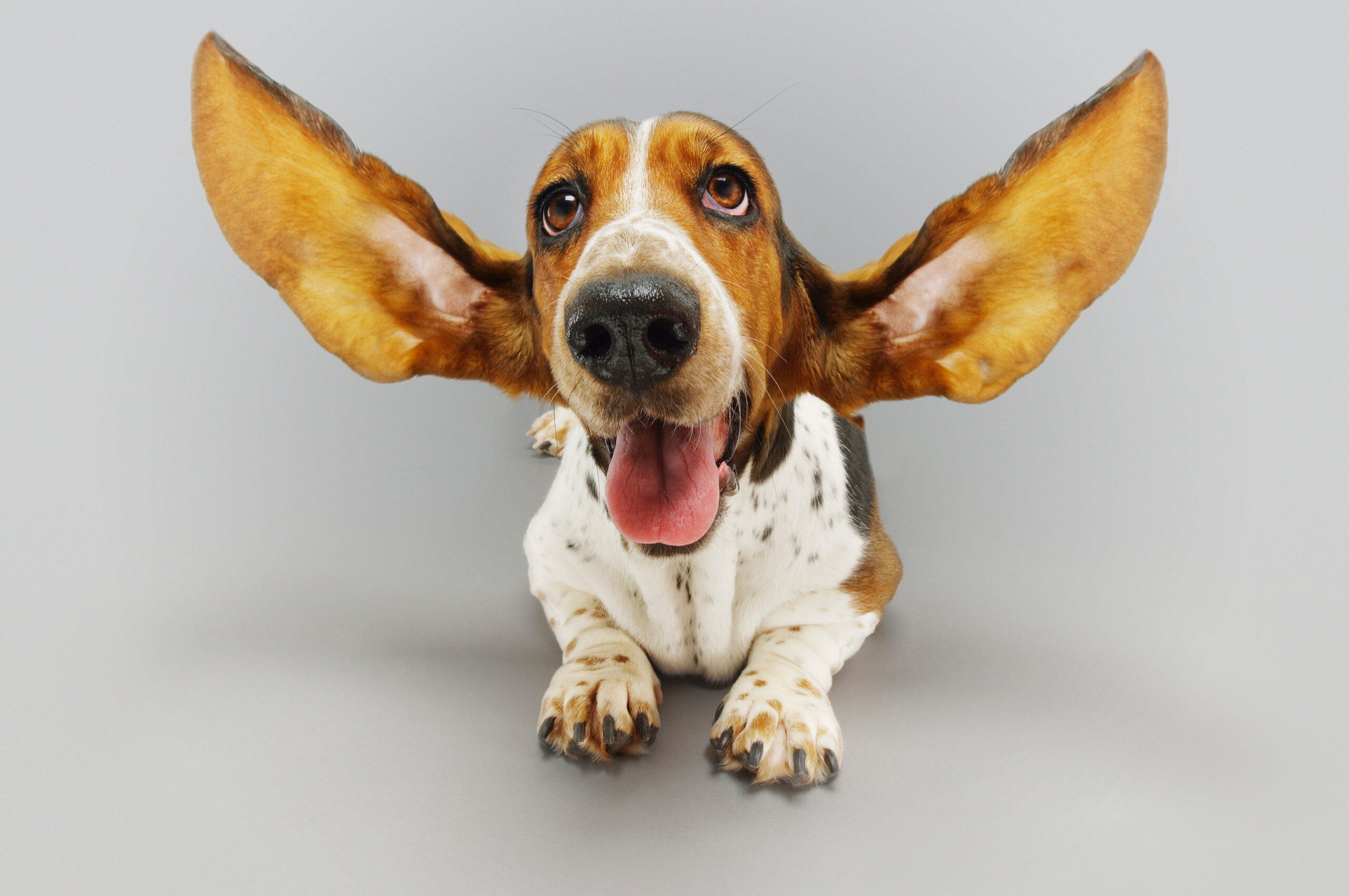 How to Talk So Your Dog Will Actually Listen Image