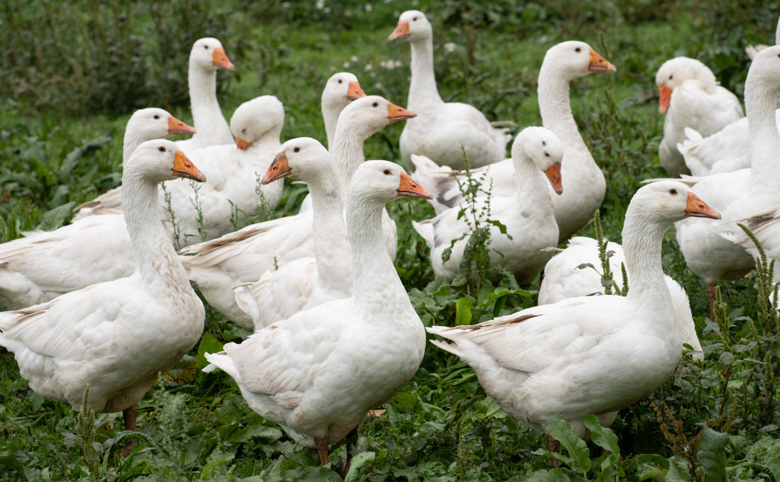 Goose, Gander, and Gerrymanders: Hypocrisy in Redistricting Image