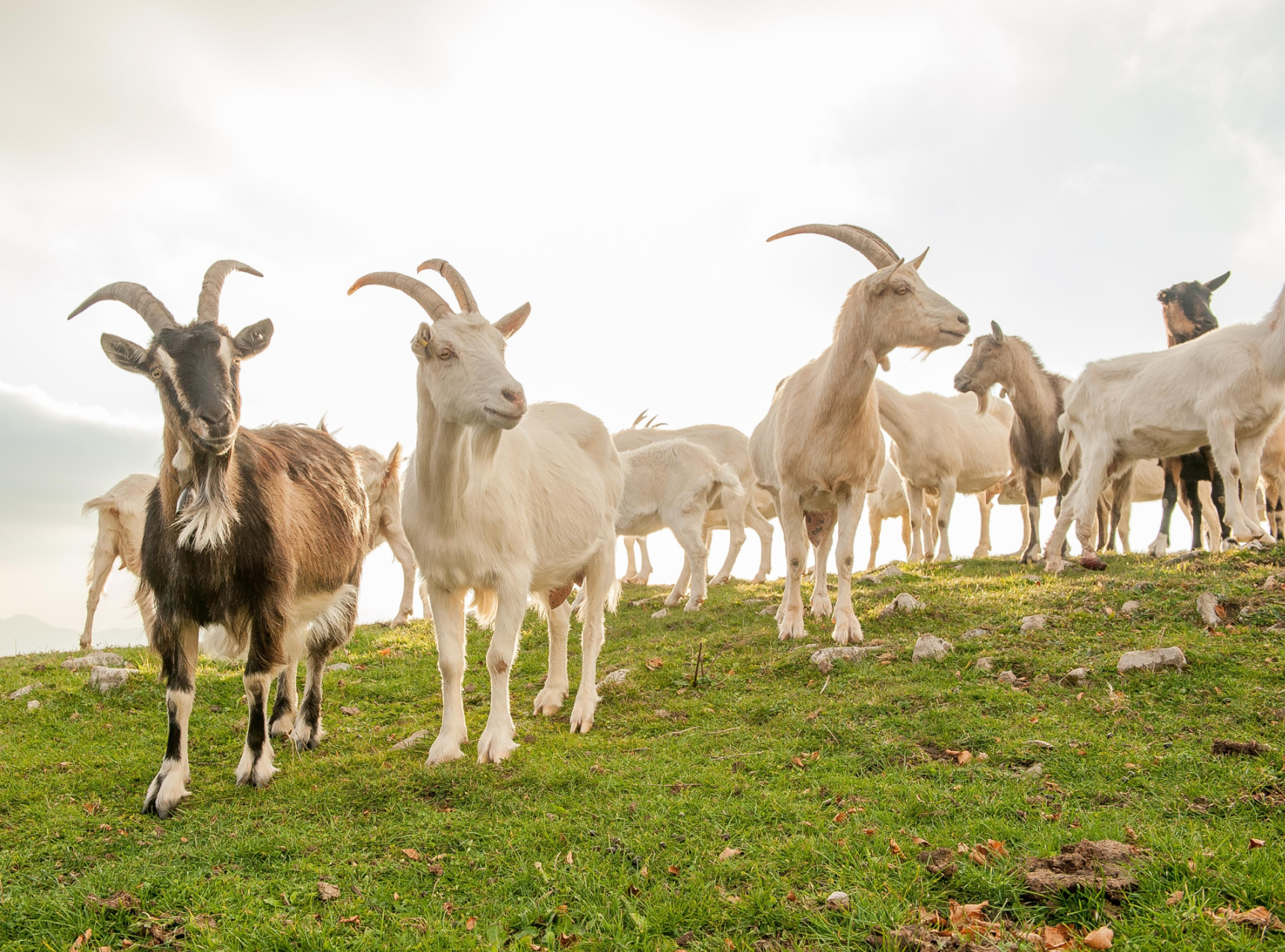 Bless Your Headlines: Goats on the Slopes Image