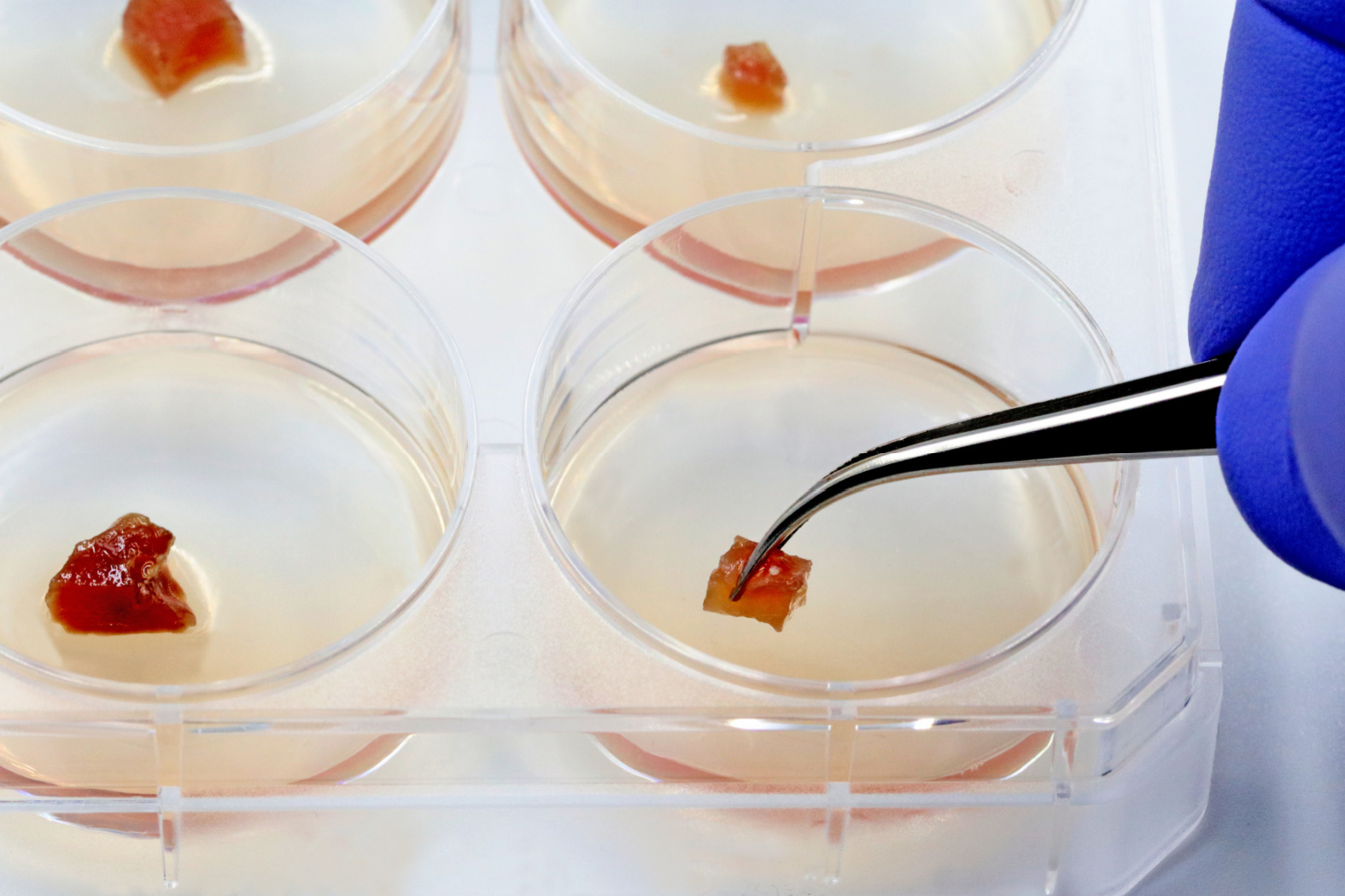 New Wisconsin Proposal Would Require Labels on Cultured Meat Products Image